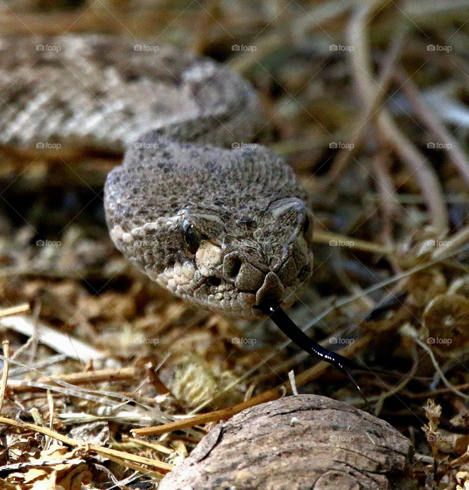 Western Diamondback Rattlesnake in Desert