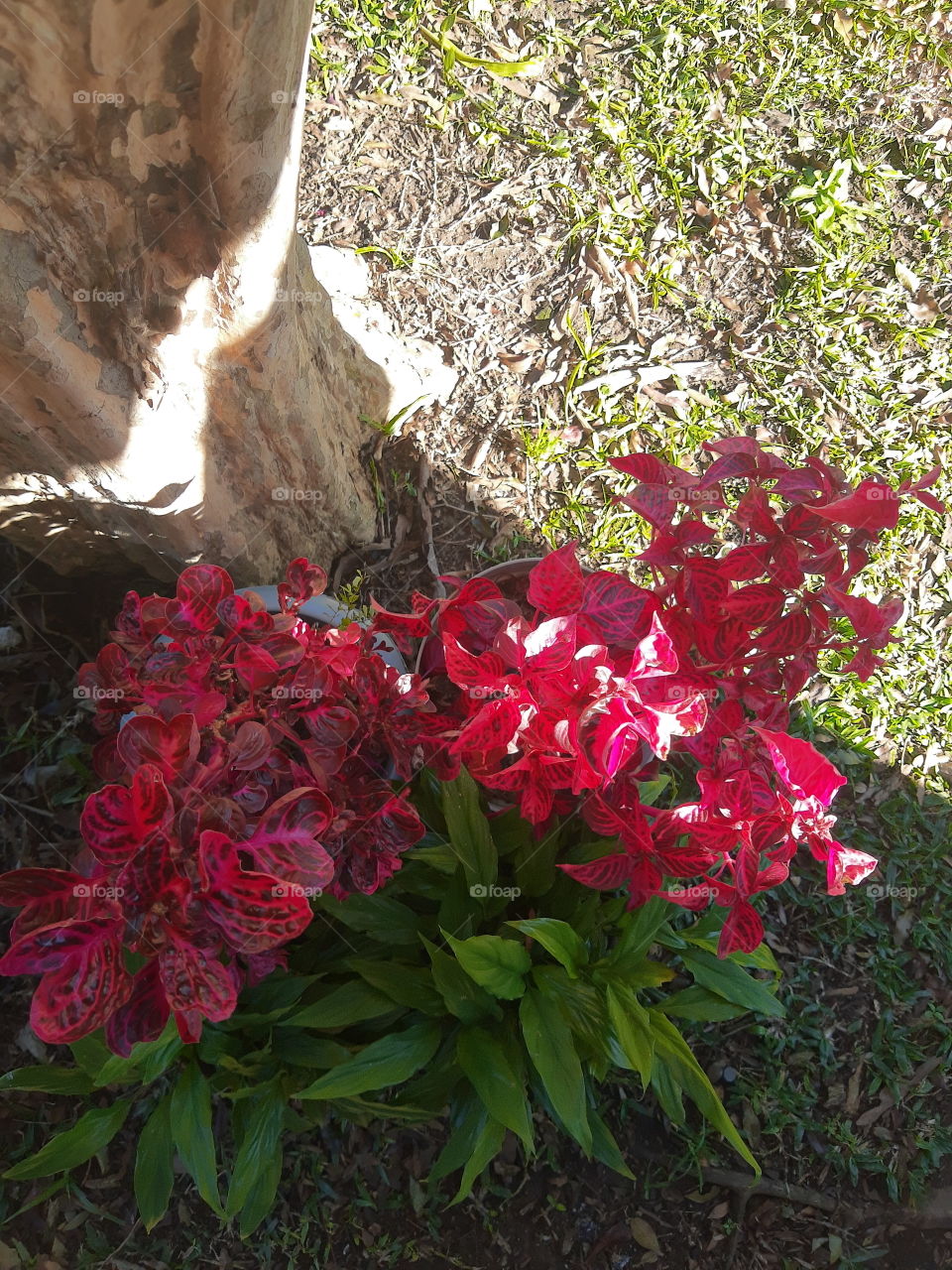 red and green leaves