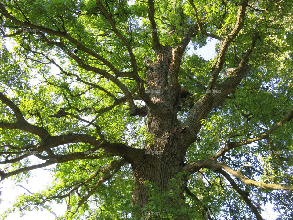 Salinac Serbia oak canopy