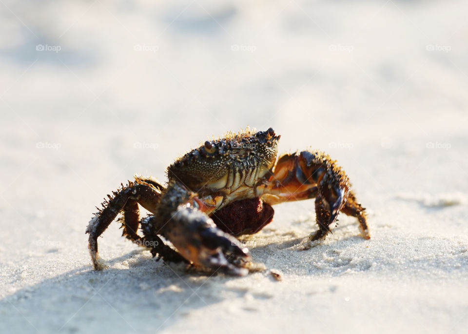 Closeup shot of a sea crab outside the water on the sand