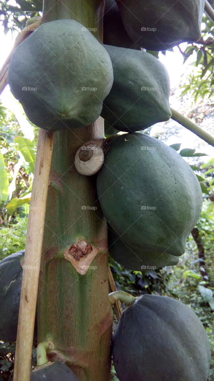 zzzz Snail having a nap on papaya