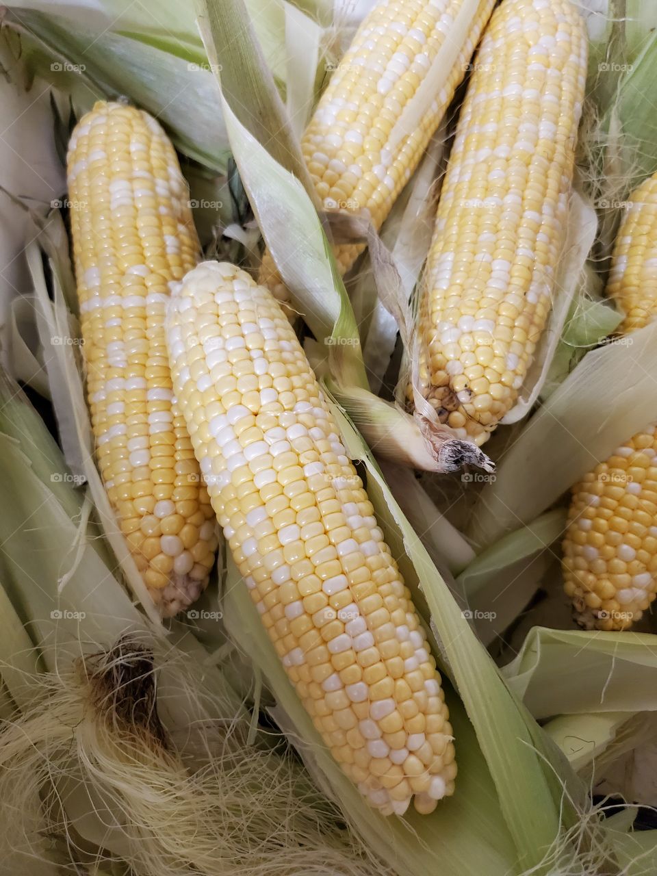 maize