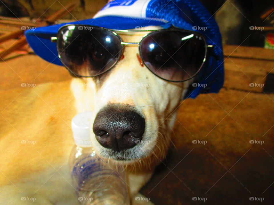 dog on shade and cap