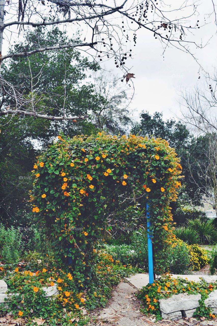 Floral Arch