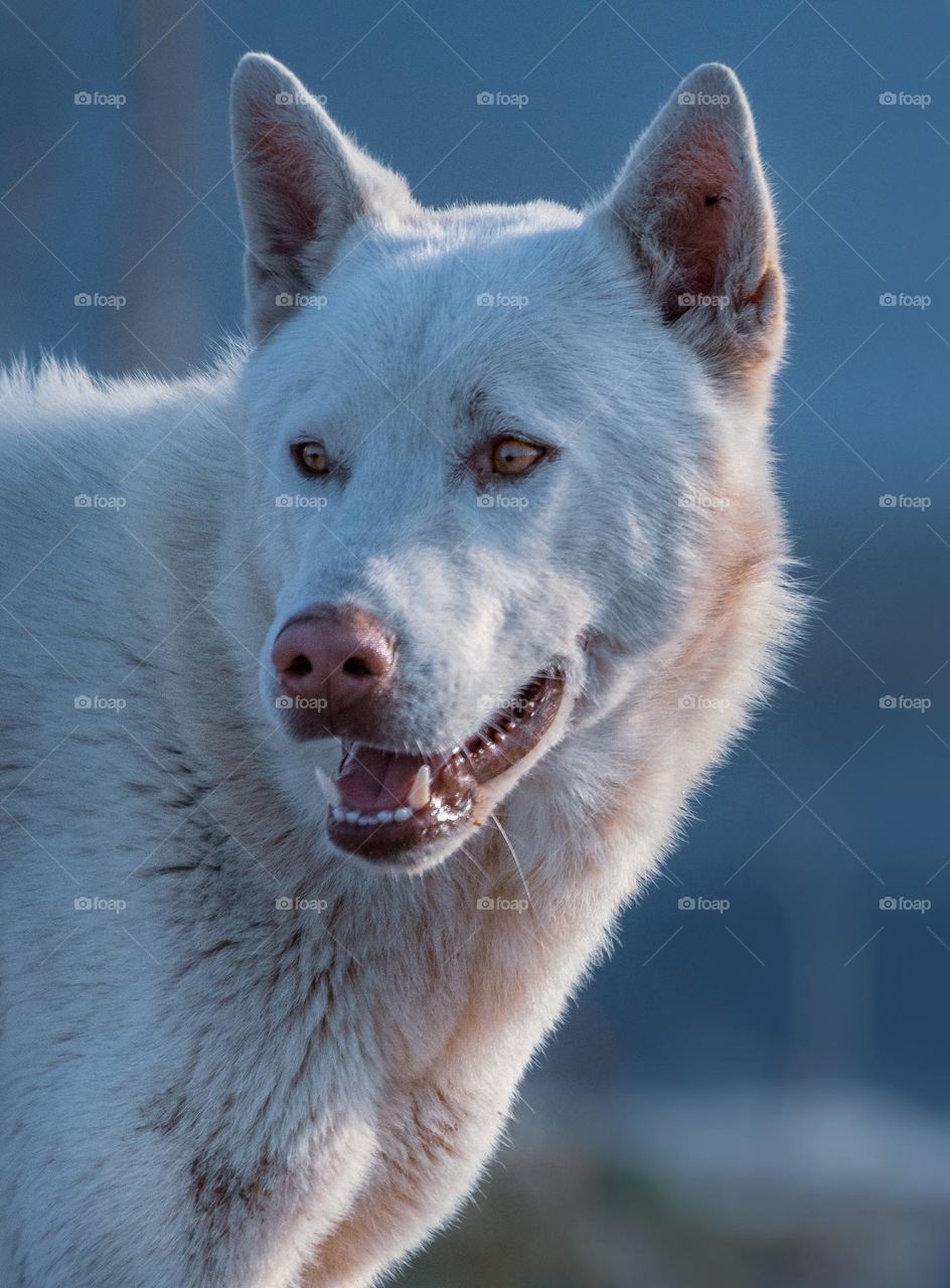 Portrait of a white wolf dog