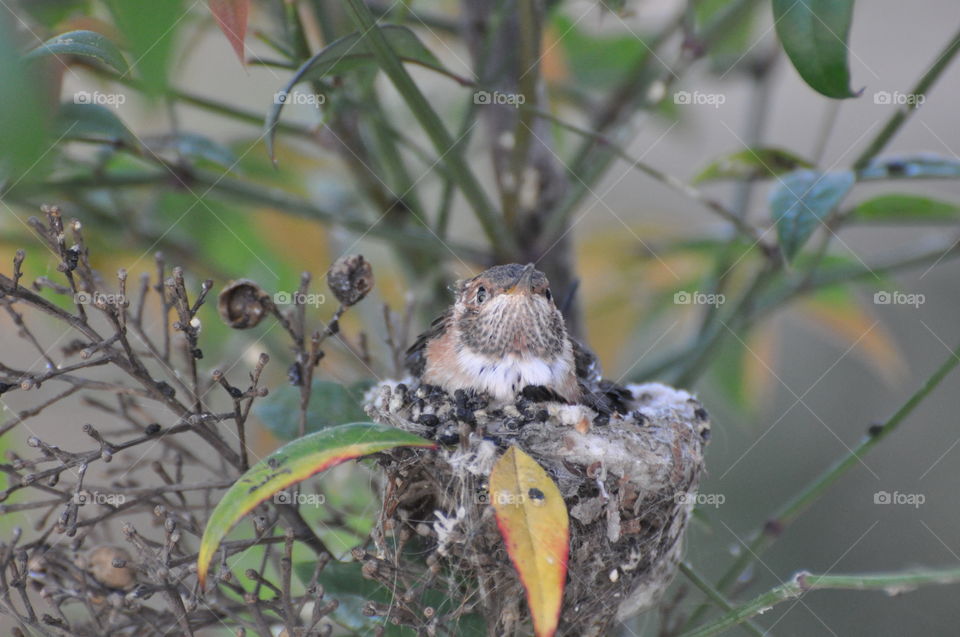 Hummingbird chicks