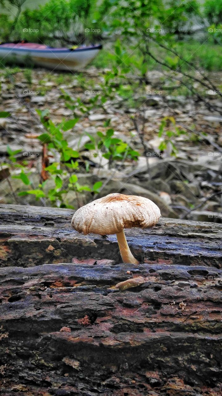 Mushroom on a log in the wilderness
