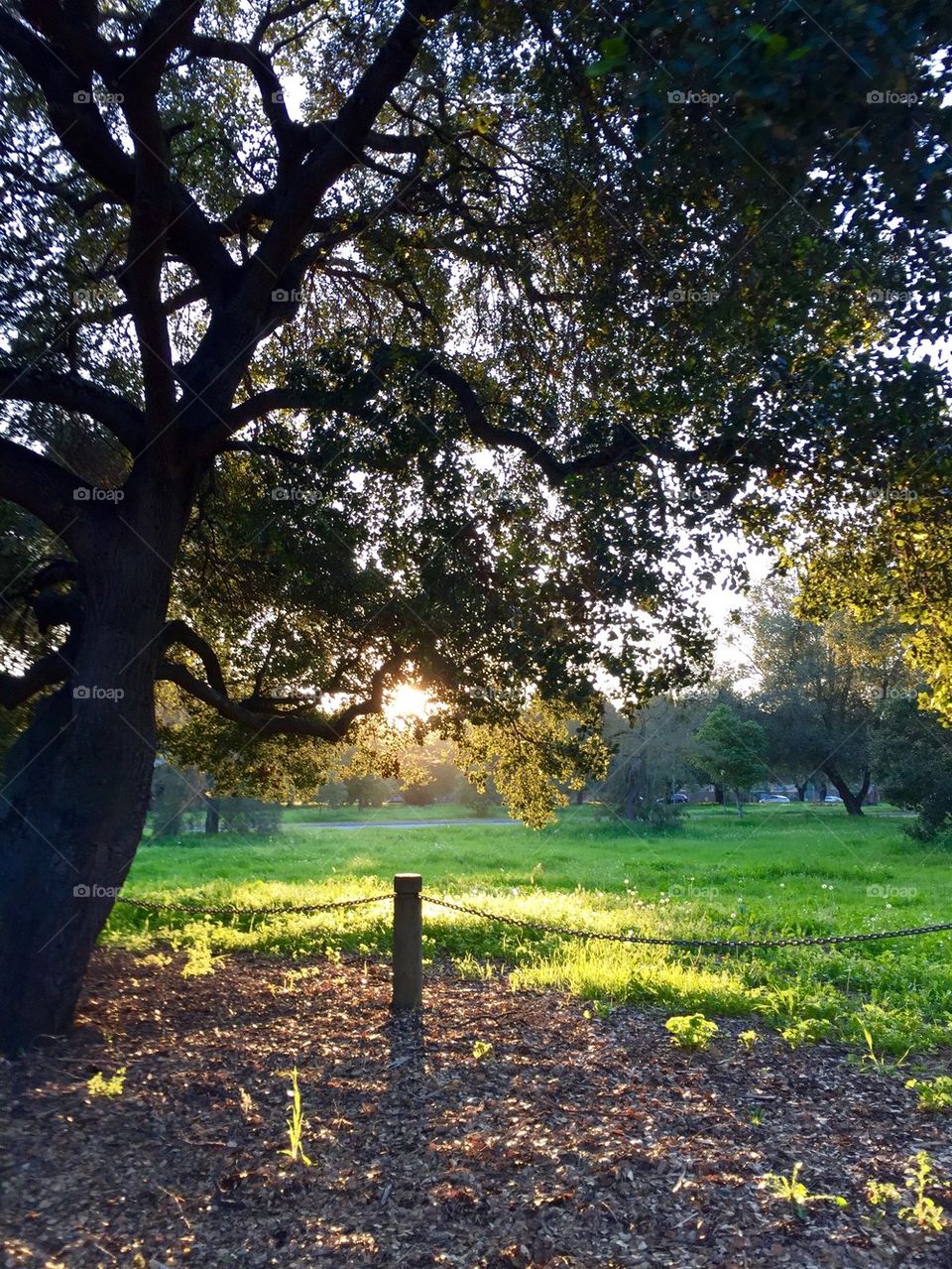 Stanford Arboretum 