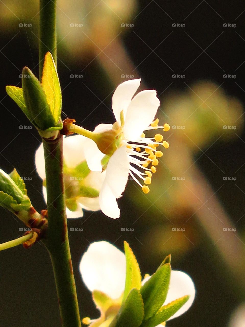 Spring blossom