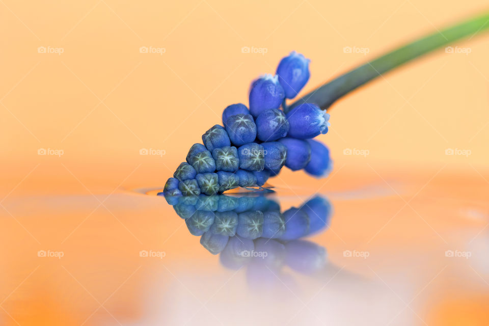A colorful portrait of a blue grape hyacinth flower t ouching some water. the water surface is so still that the mirrored reflection of the flower is visible on it.
