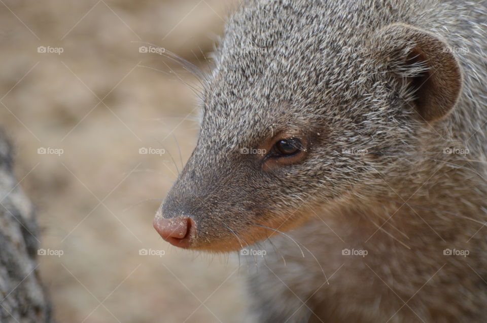 Close-up of mongoose