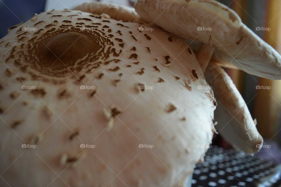 mushroom edible -Parasol mushroom ( Macrolepiota procera)