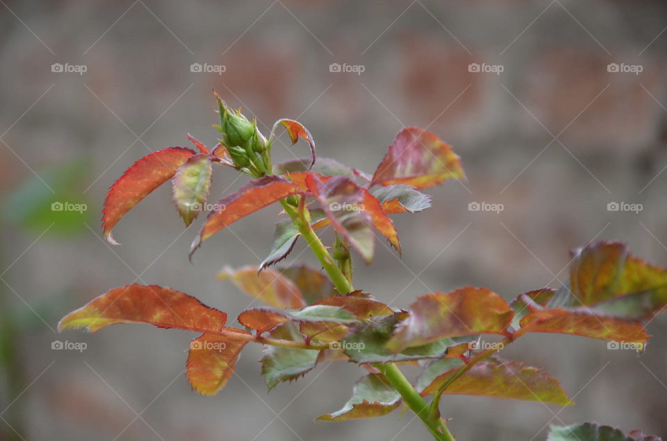 Leaf, Nature, Fall, No Person, Flora