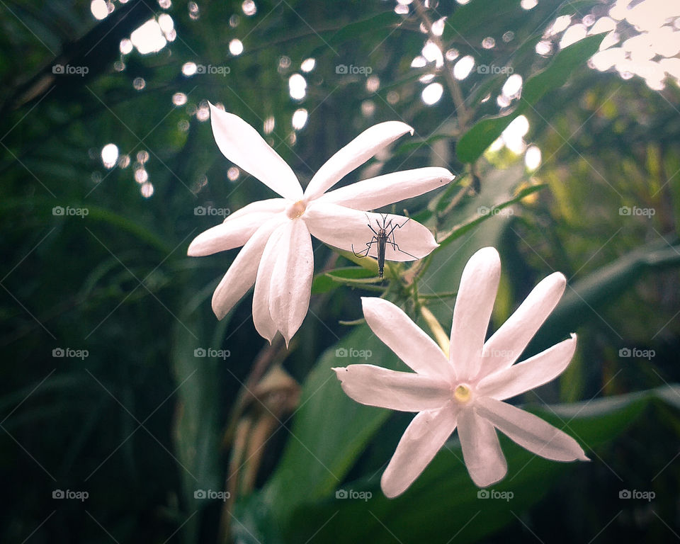 beautiful flowers with insect