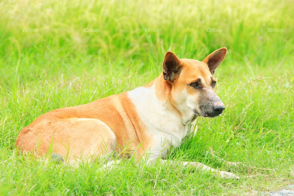 The dog is lying on the soft grass with pleasure. Animal photography.