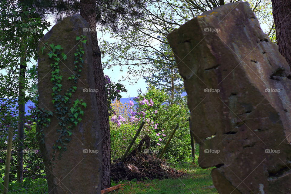 Flowers between monolithic stones