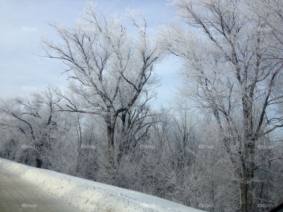 Winter frost on trees