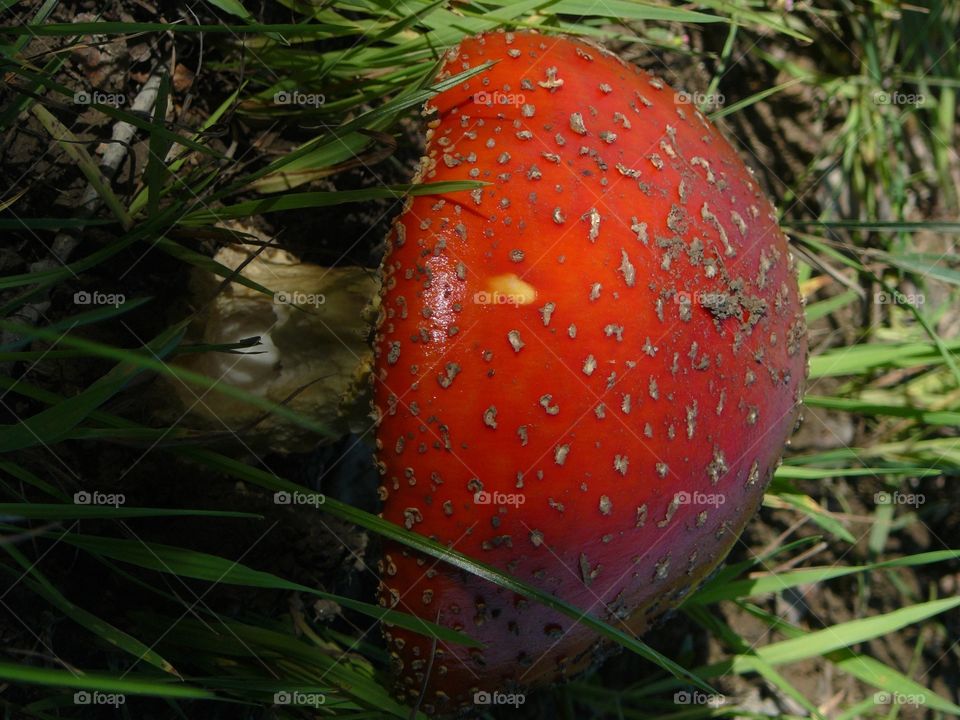 Flugsvamp . Mushroom 