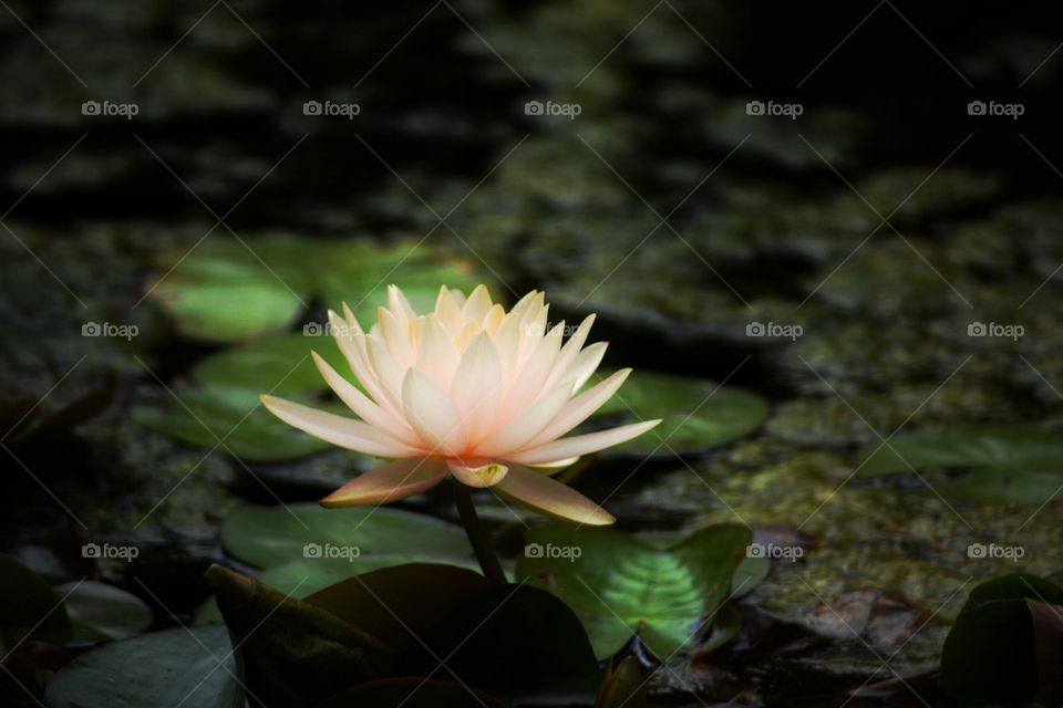 Water lily