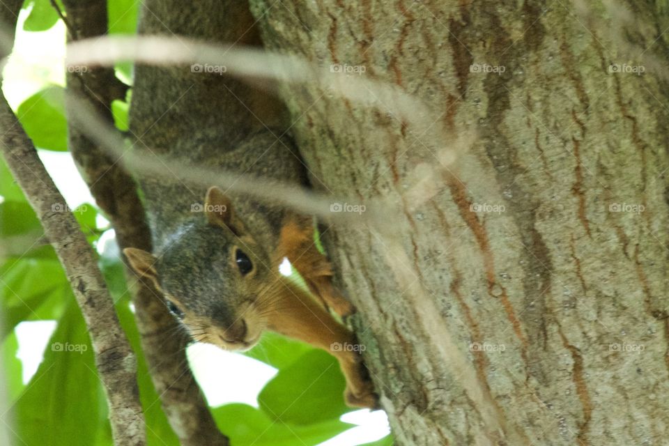Squirrel in tree looking down