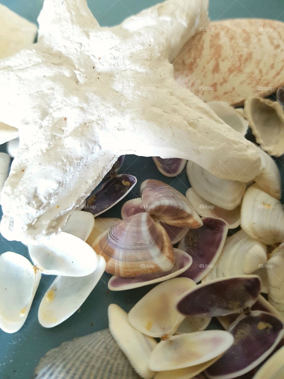 shells and star