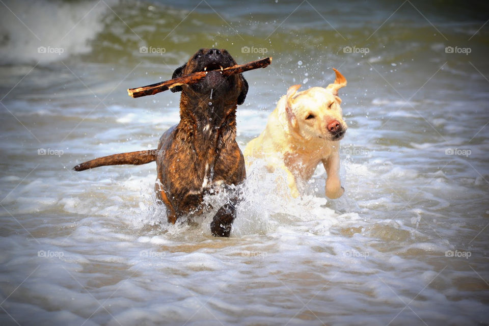 play dog dogs water by bubu