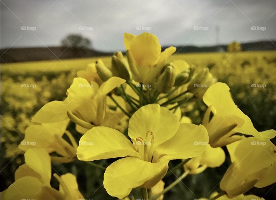 rapeseed field