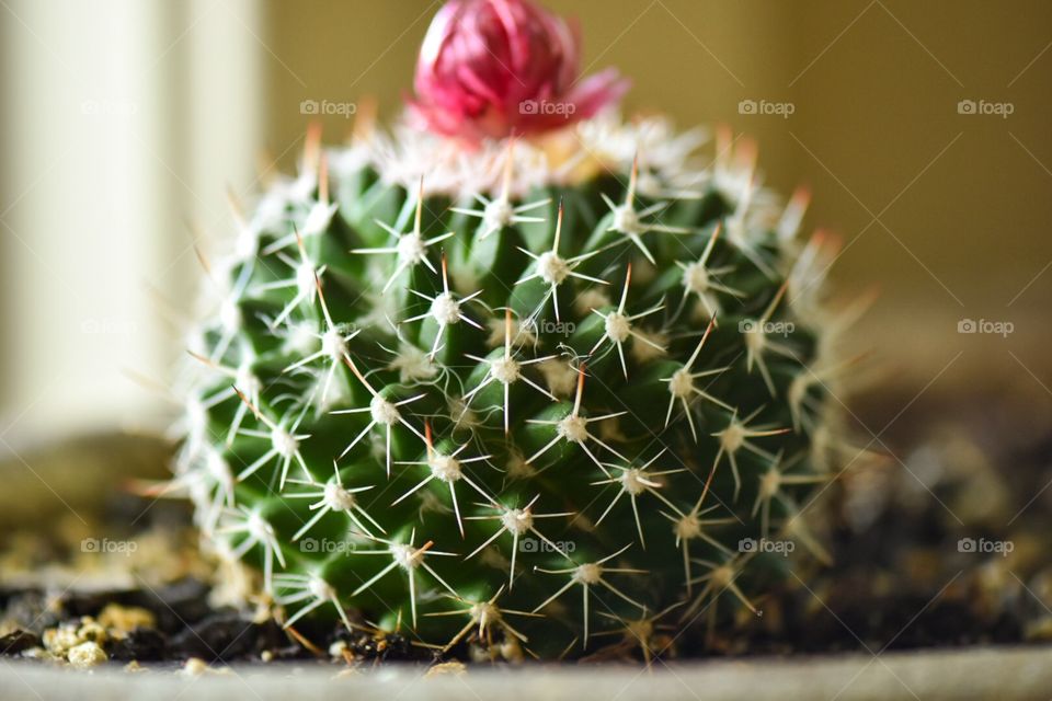 House cactus 