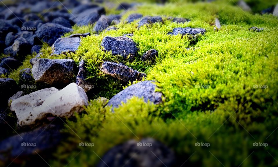 rooftop moss, maybe a garden or some creature's home