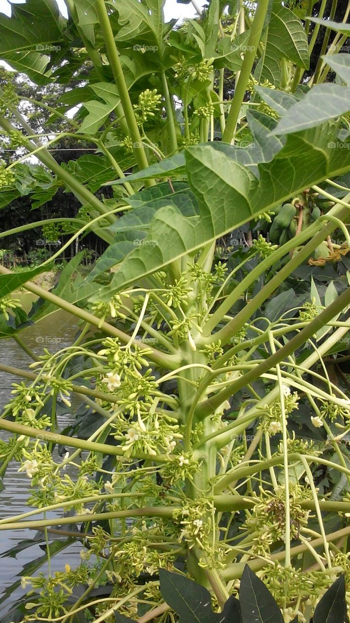 A papaw tree with blossome.