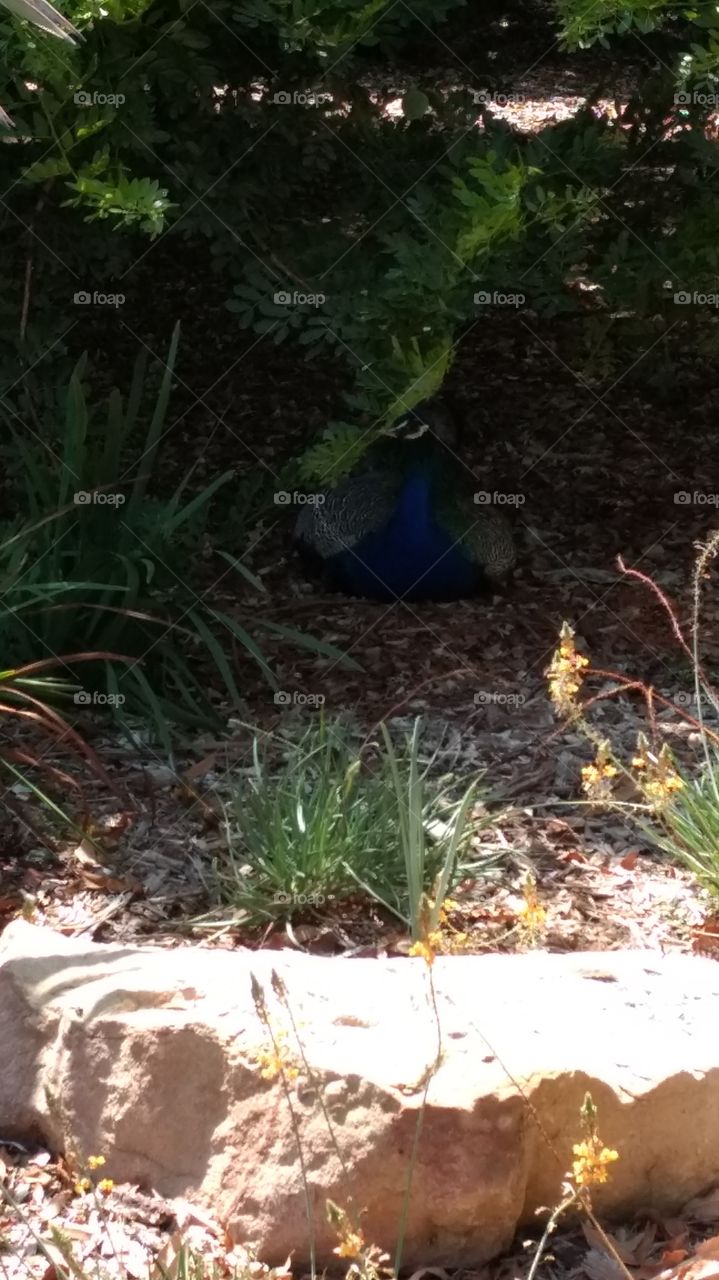 Hiding Peacock