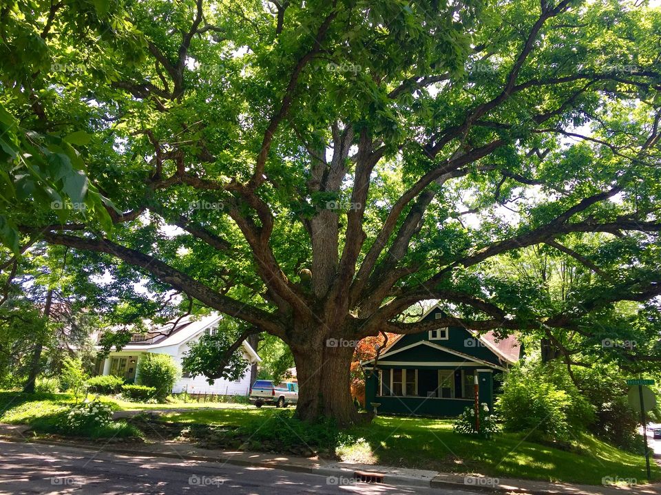 A beautiful, large, old oak tree in front of a quaint house in a quiet neighborhood 