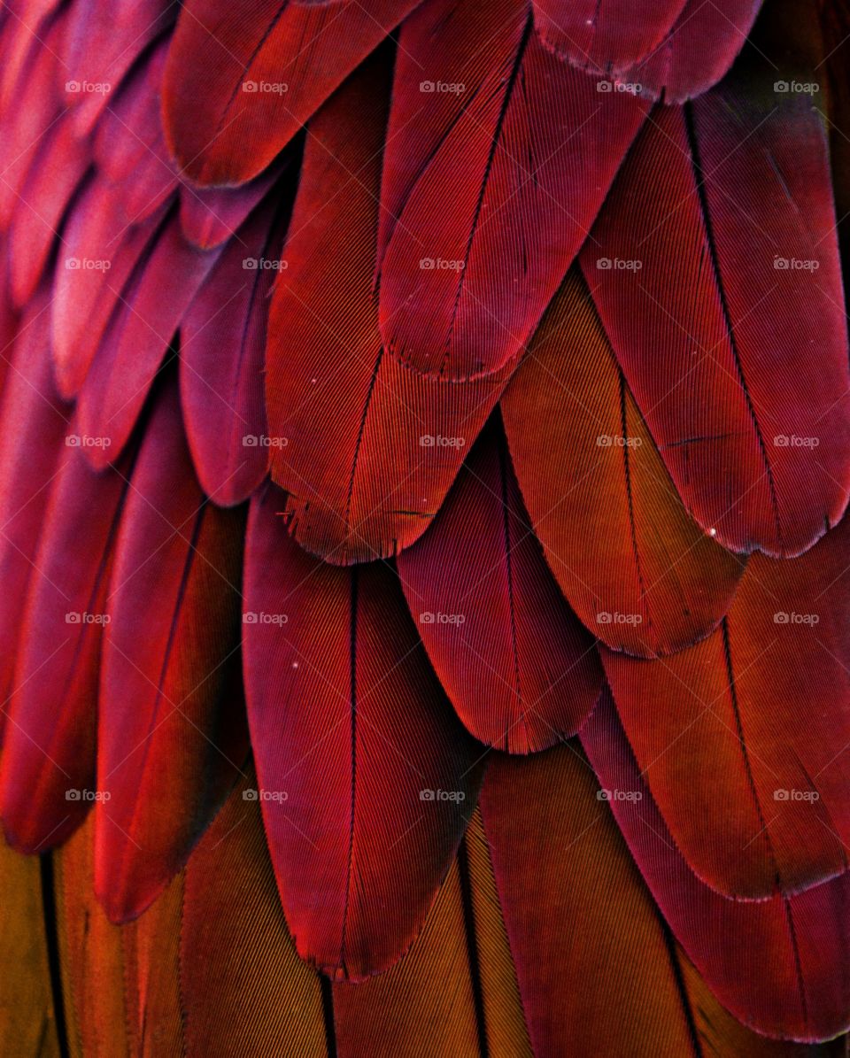 Red Feathers 