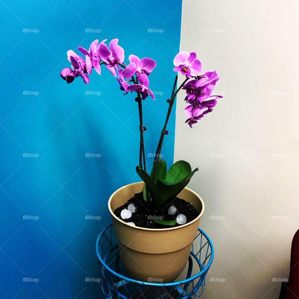 Purple orchid flower in pot with blue accent wall 