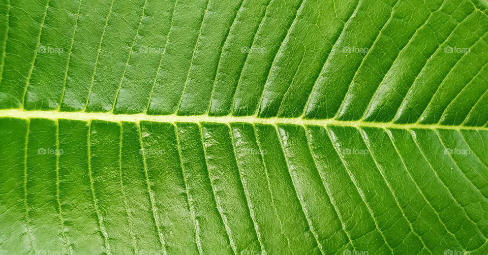 Close up green leaf line for Background,selective focus