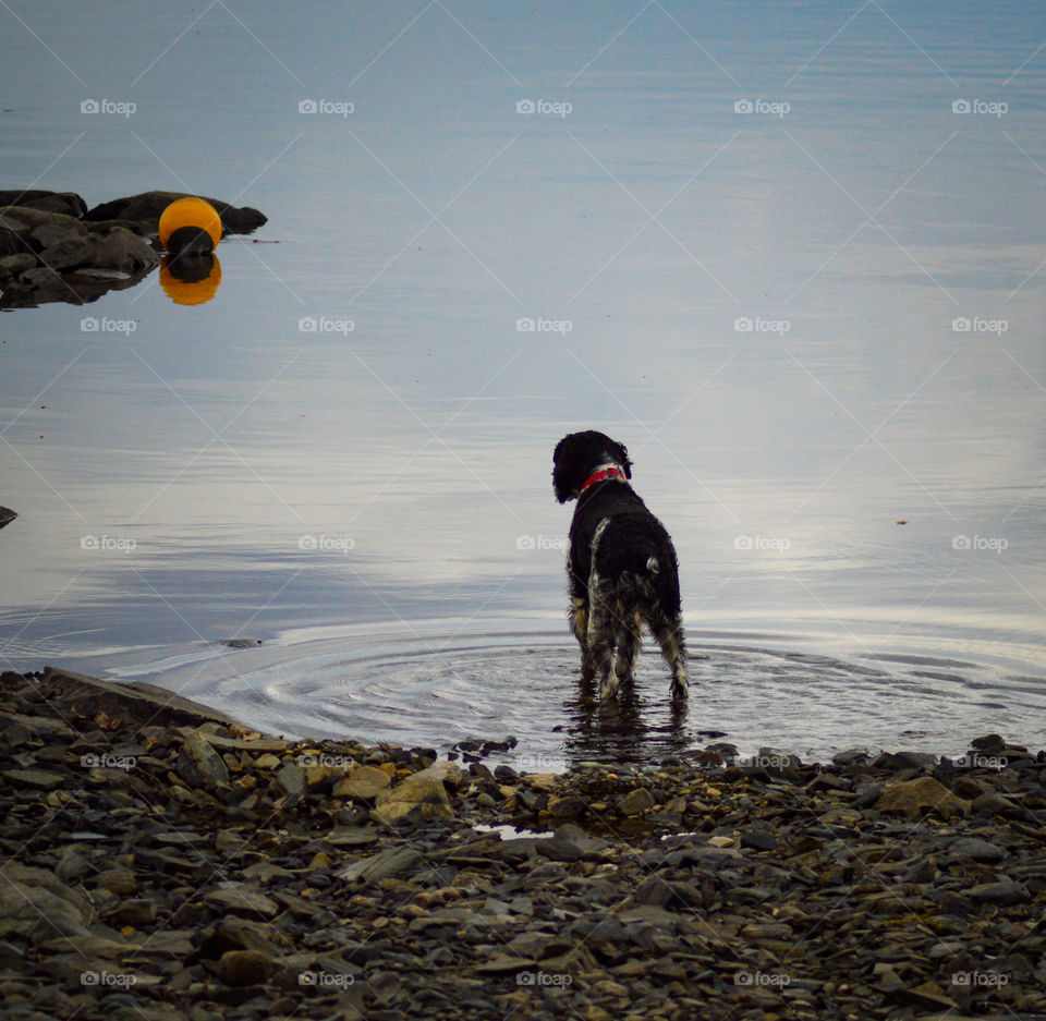 Dog standing in the rippled water at dusk.