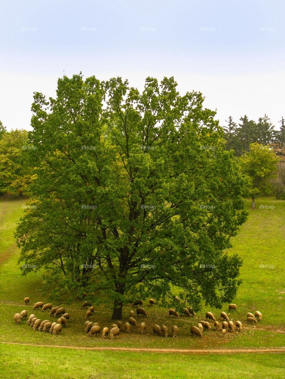 lamb under a tree , grazing , meadow , nature, flock , green , sky, grass, road 