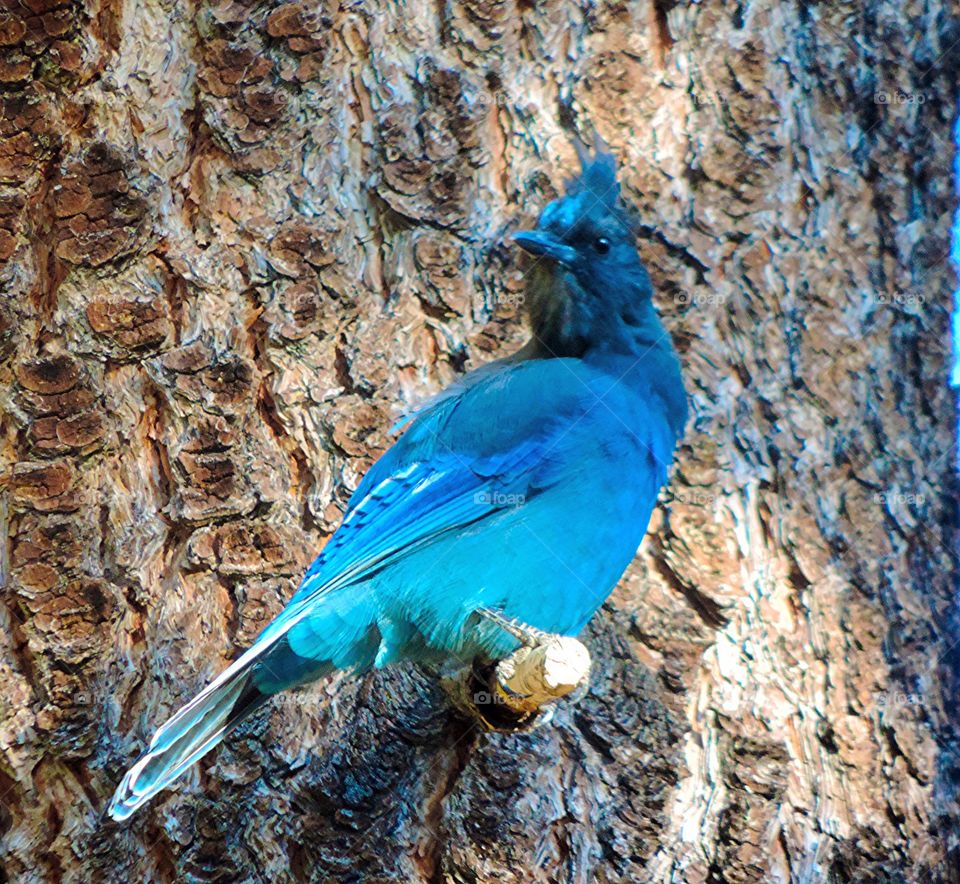 Bird-Stellar Jay