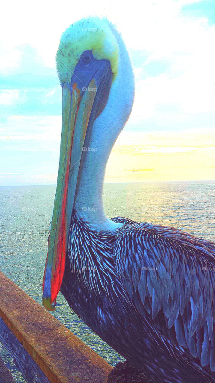 "CHARLIE THE PELICAN AT SUNSET". Charlie the pelican posing for fish at the Oceanside pier. 