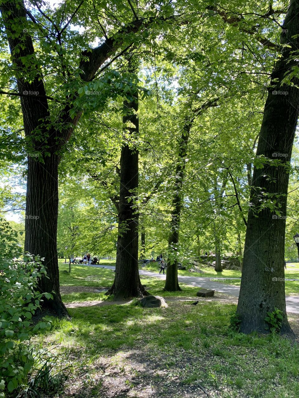 Small trunk of the trees. Trees in the park spring and summer. Green leaves in the park. 