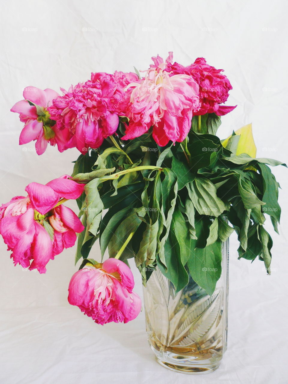 pink bouquet of wilted pion flowers