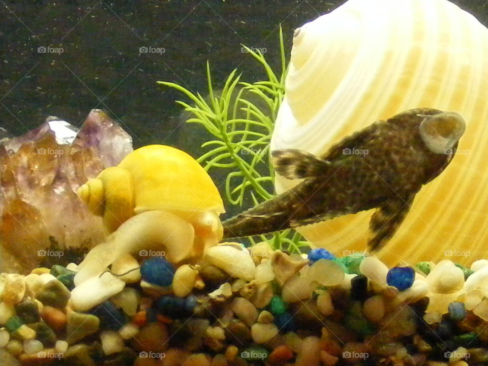 Many things are in the aquarium.