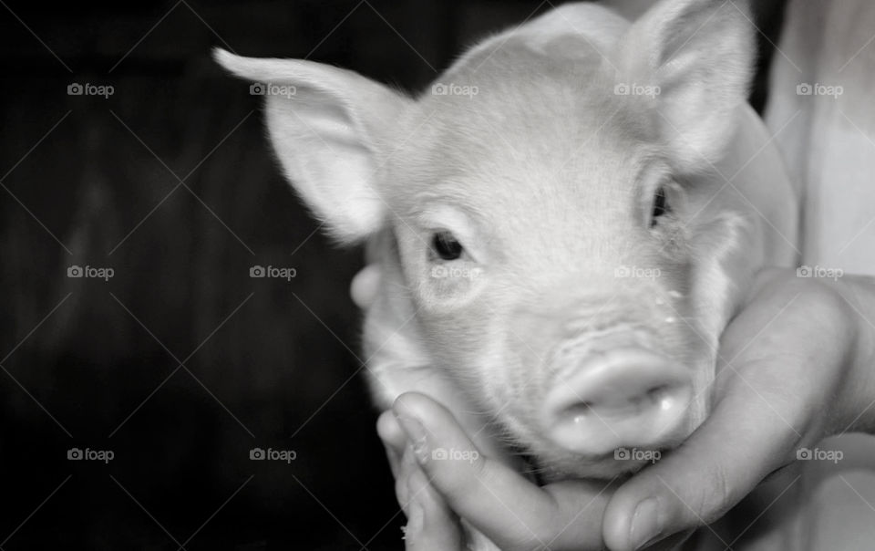 Pretty little piglet. Vermont 2016.