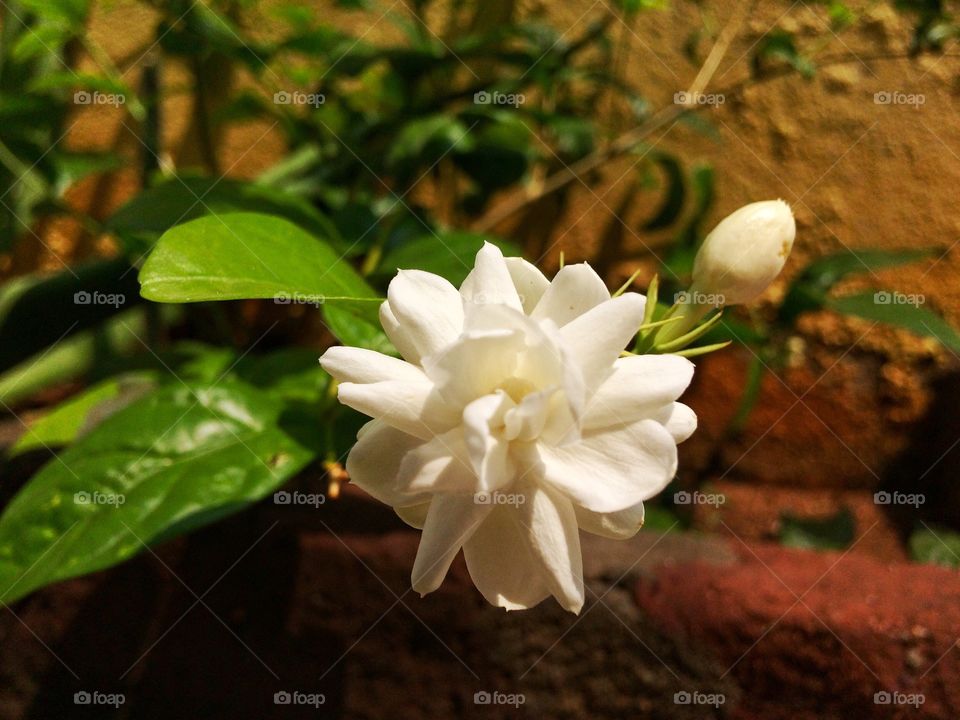 white flower jasmine 