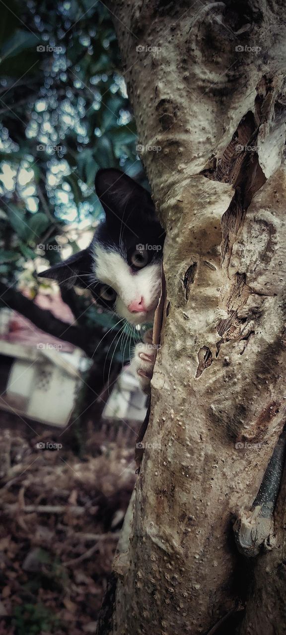 cat playing hide and seek ❤️