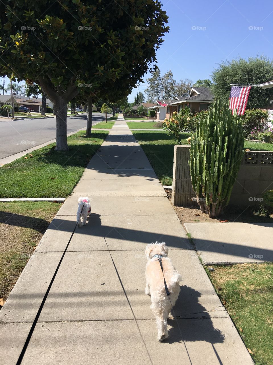 Walking the dogs ❤️