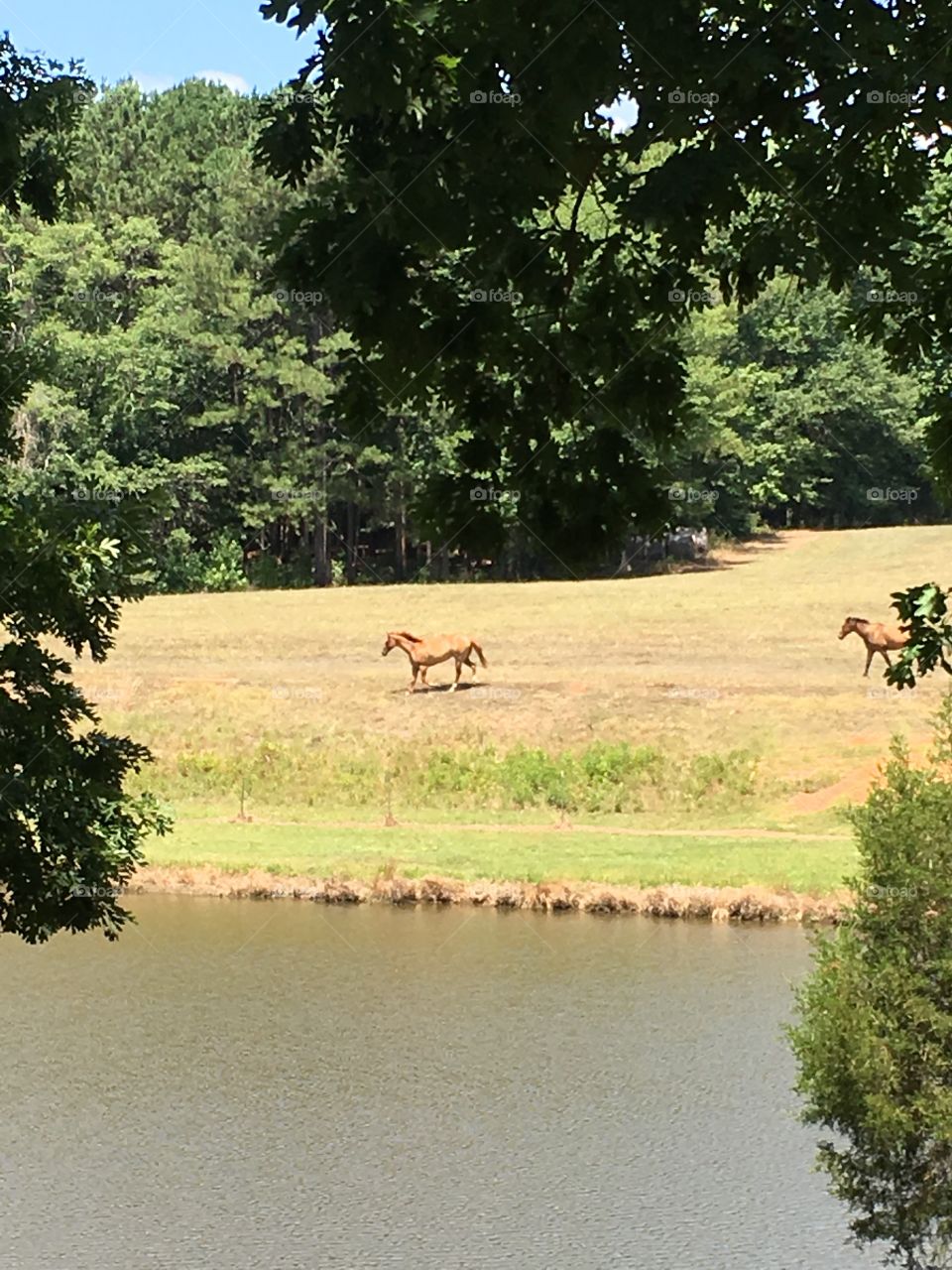 Horse and Pasture