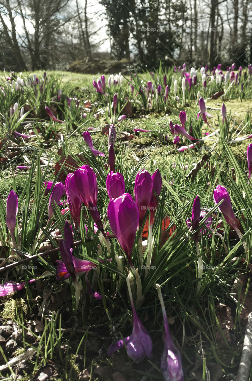 Purple crocuses in the park