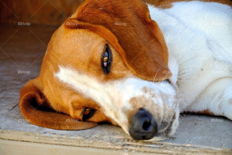 Lazy beagle
