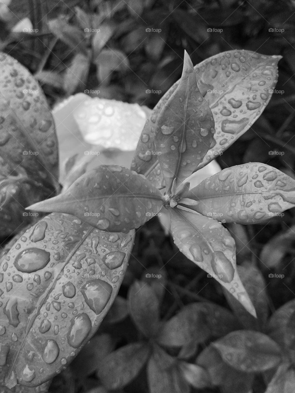 water drop on leaves
